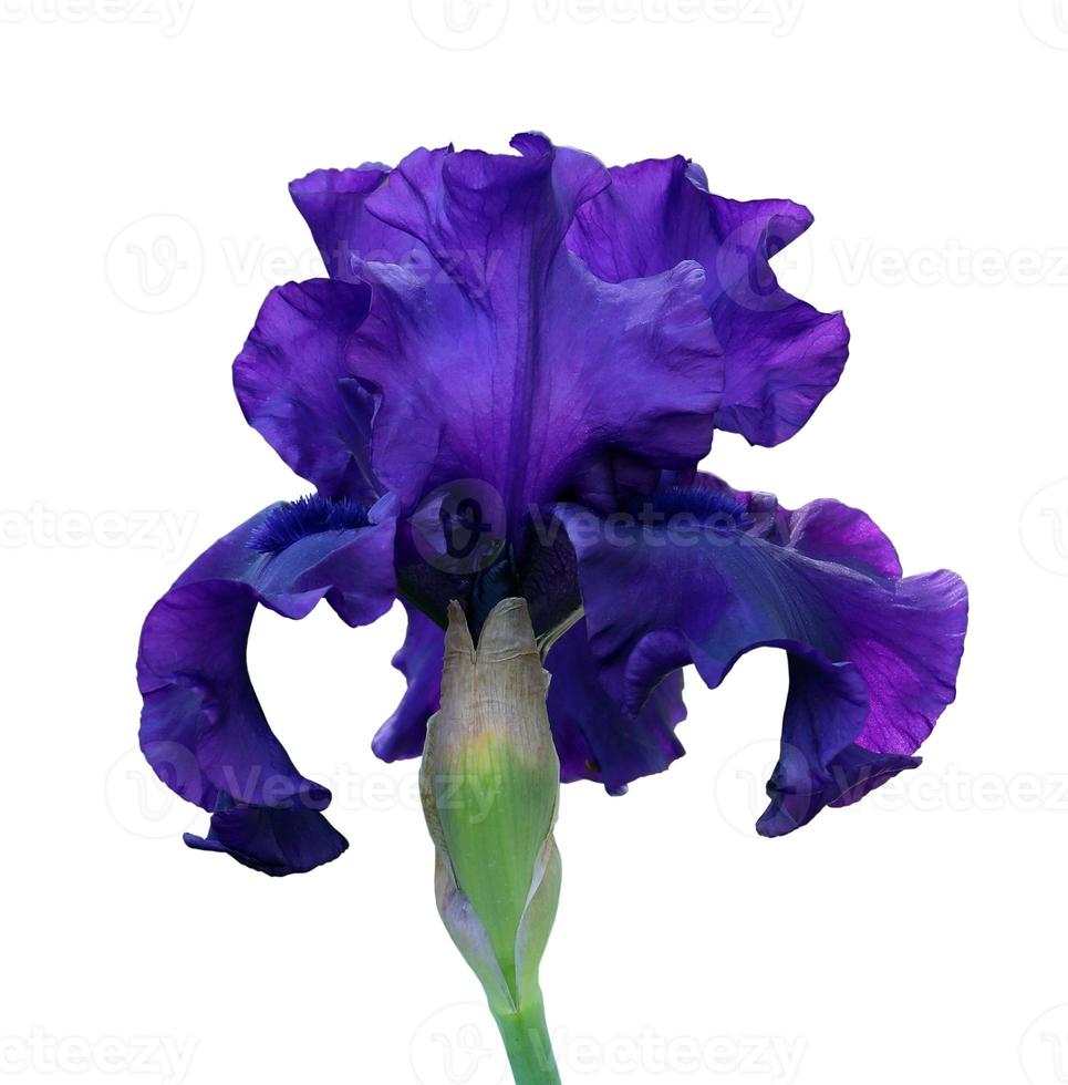 blaue Iris Nahaufnahme, isolierte Blume auf weißem Hintergrund foto