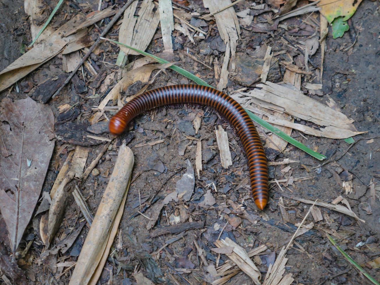 Tausendfüßler auf dem Boden im Wald foto