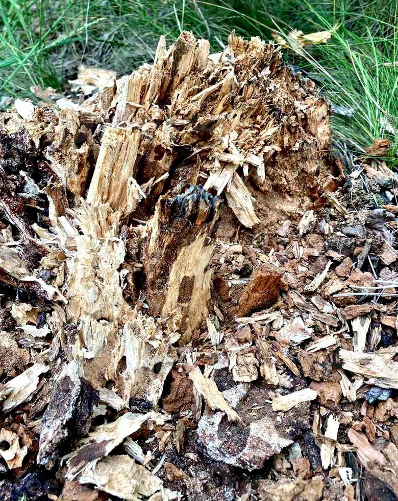 morscher Holzstumpf im Park. Textur eines faulen Baumes. foto