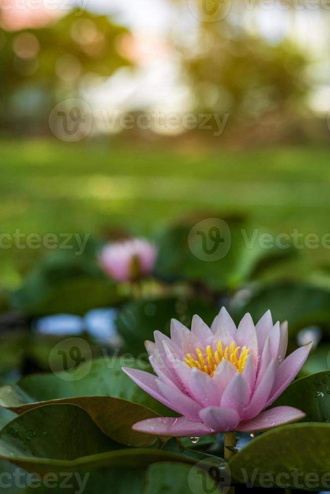 Rosa Lotusblätter mit gelben Staubgefäßen blühen wunderschön im klaren Vordergrund. foto