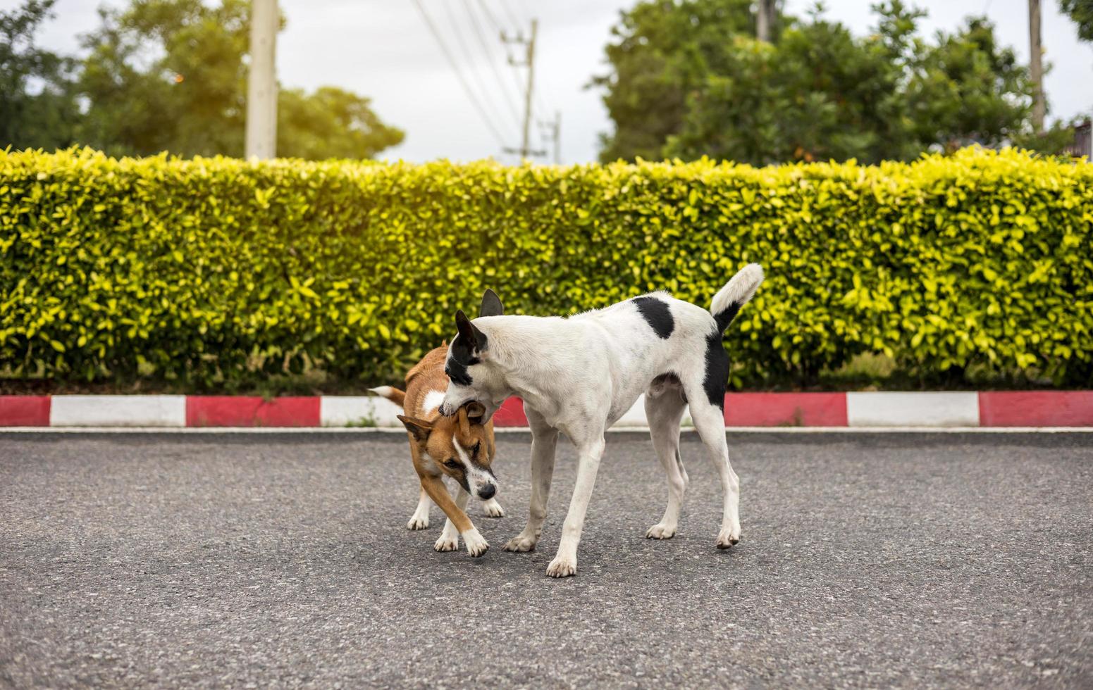 Zwei braune und schwarz-weiße thailändische Hunde spielen necken und beißen fröhlich. foto