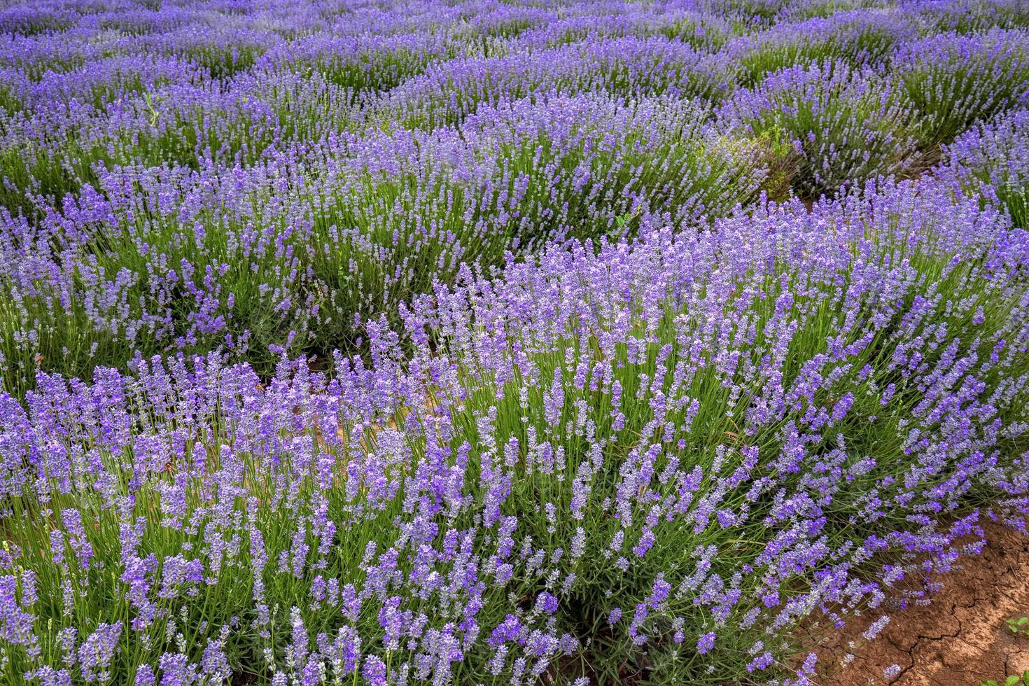 erstaunliche naturansicht des blühenden lavendels foto