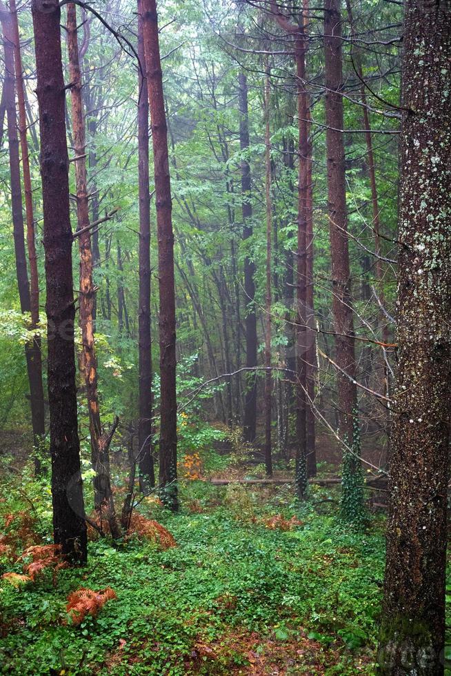 Blick in den nebligen Wald auf die Bäume. vertikale Ansicht foto