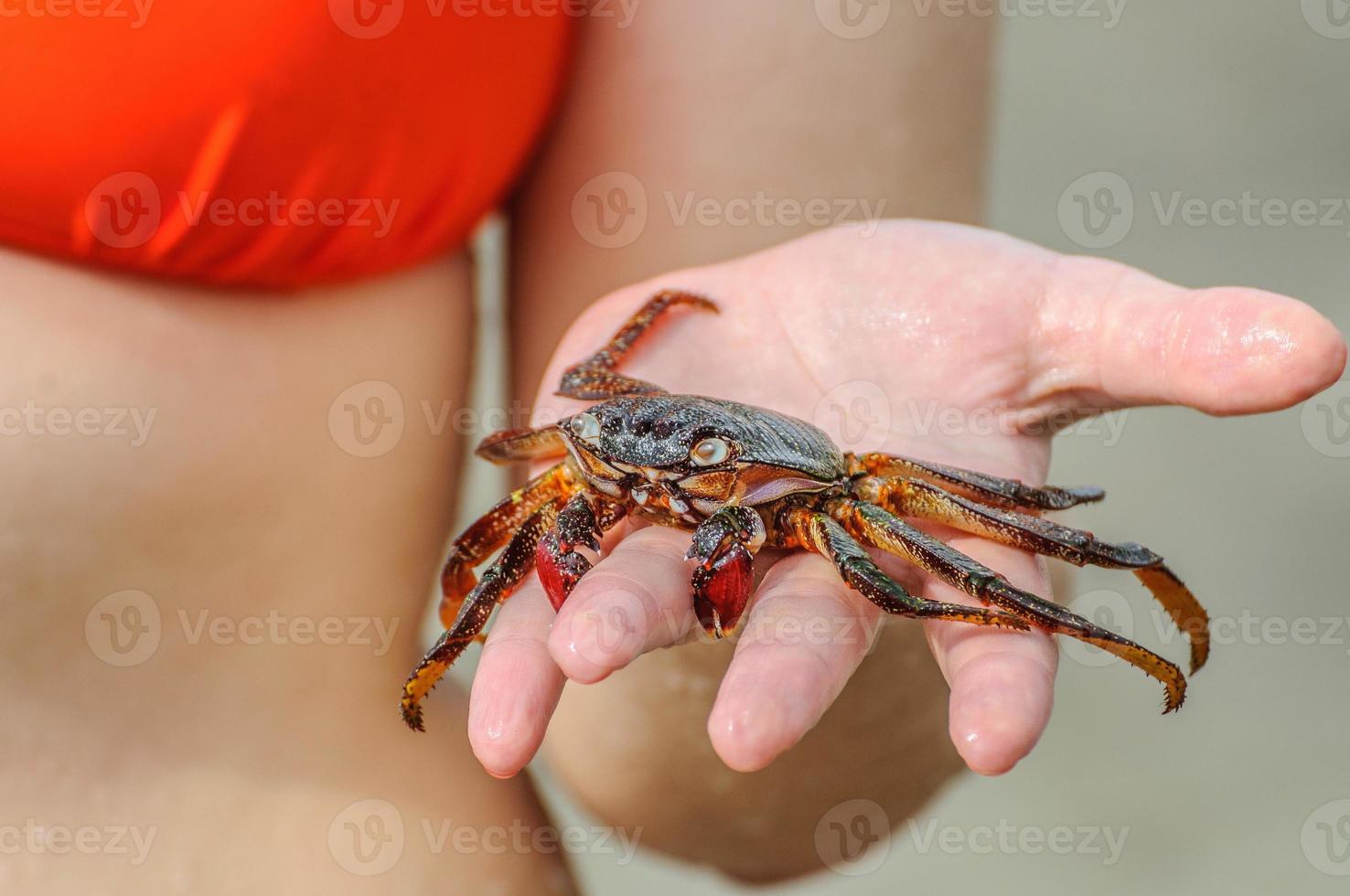 Krabbe ist in der Hand des Mädchens am Strand foto