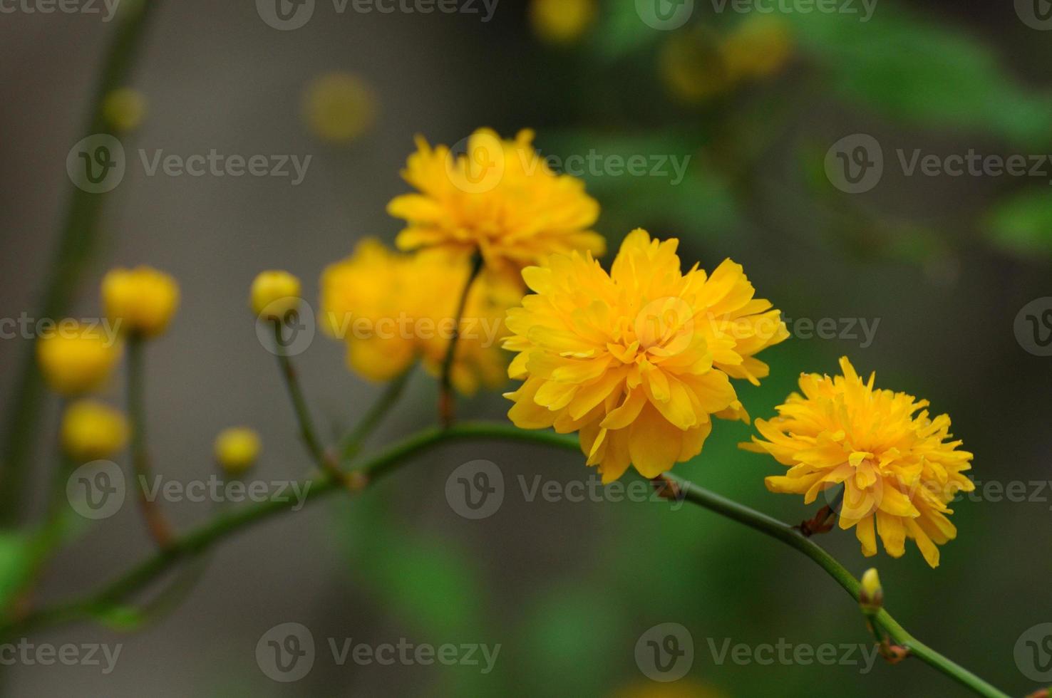 schöne gelbe frühlingsblumen auf dem baumast in fulda, hessen, deutschland foto