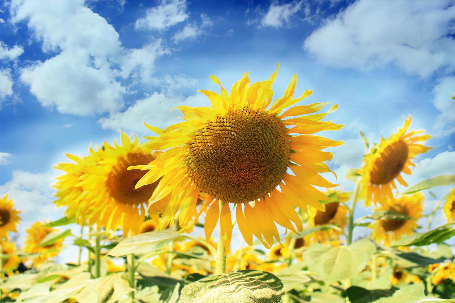 Sonnenblumenfeld auf blauem Himmel foto