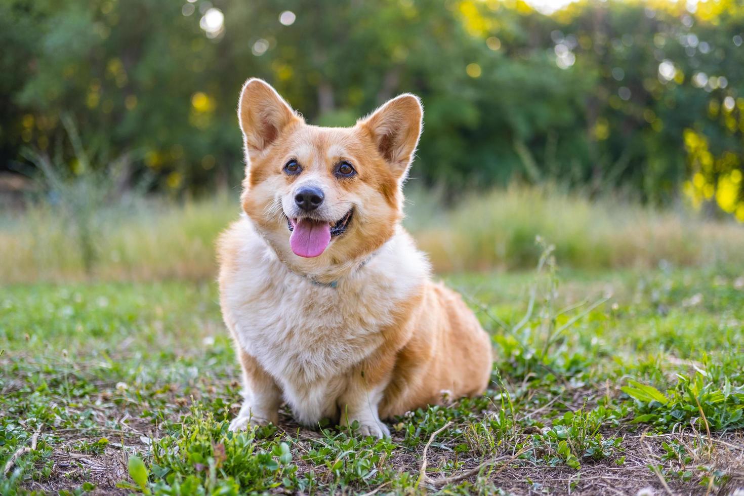 Porträt eines lustigen Corgi-Hundes im Freien im Park foto