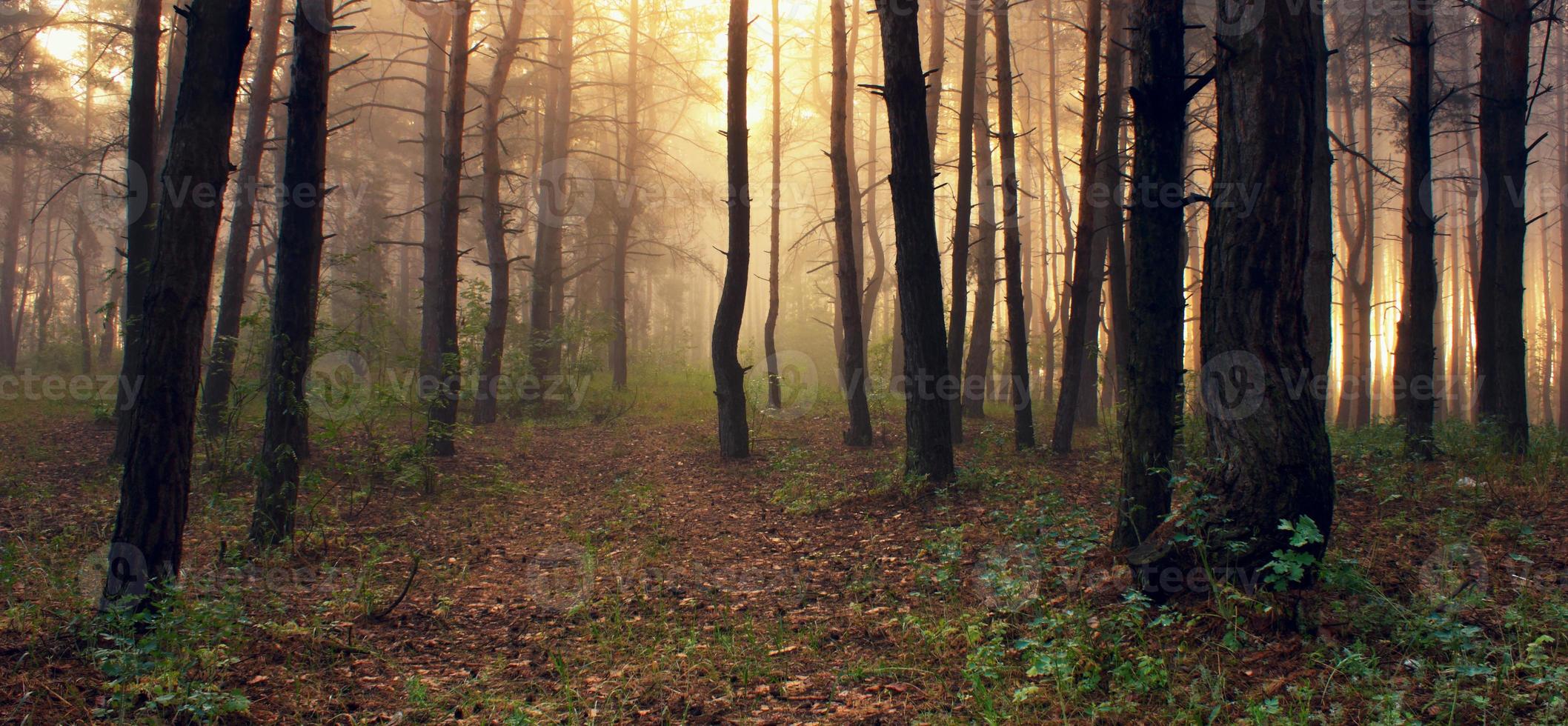 Wald foto