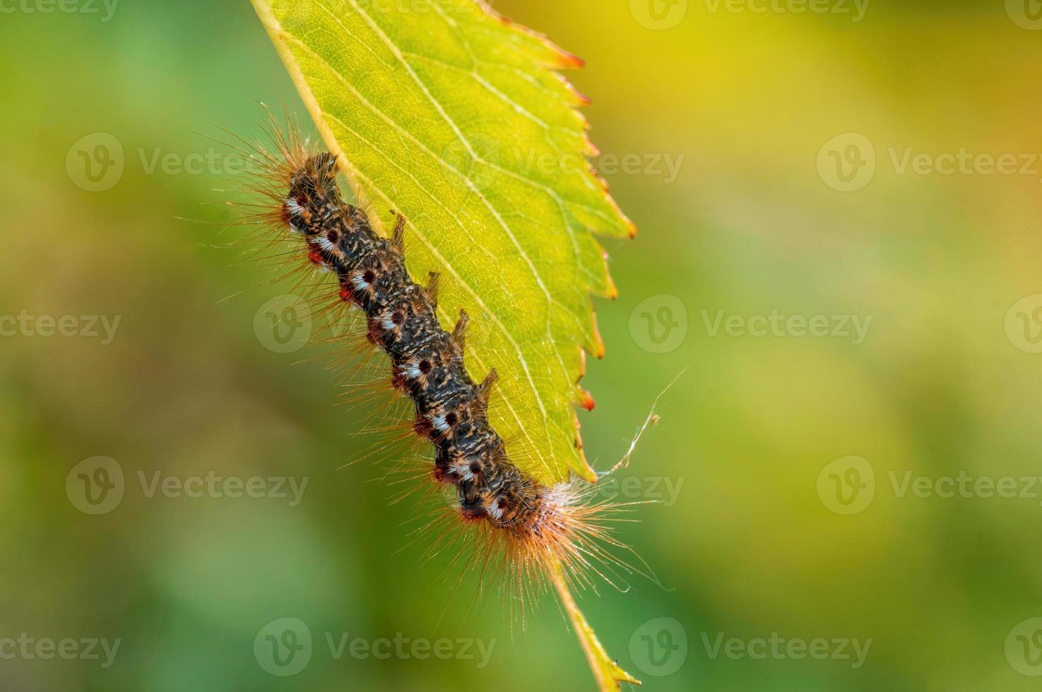 Eine Raupe sitzt auf einem Blatt auf einer Wiese foto