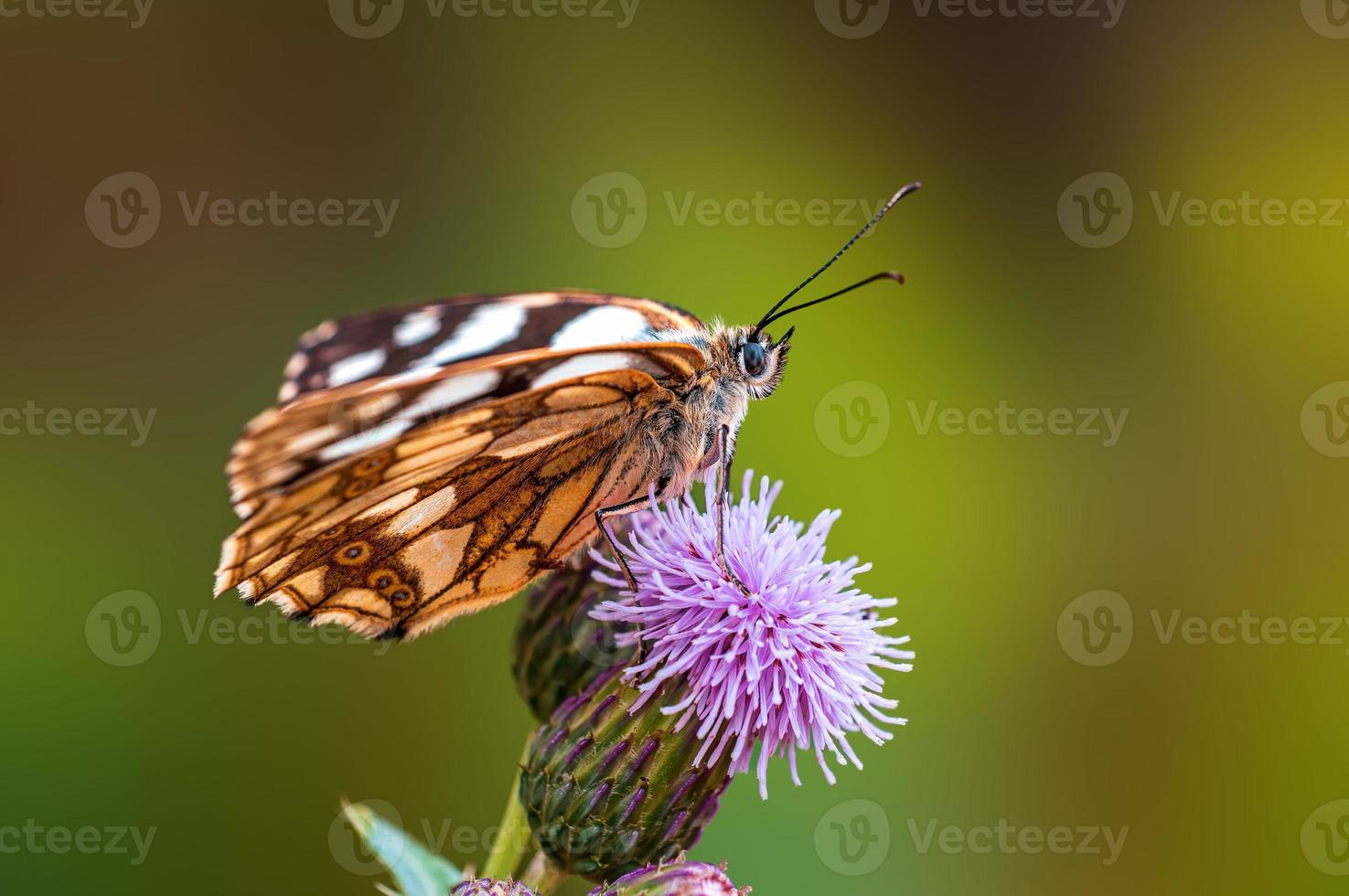 ein marmorierter Weißer sitzt auf einer Blume auf einer Wiese foto