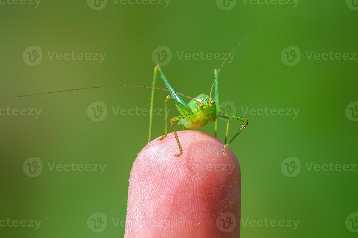 eine grüne heuschrecke sitzt auf einem finger und wärmt sich auf foto