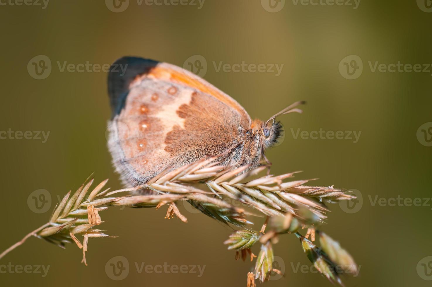 Ein brauner Schmetterling sitzt auf einem Stiel auf einer Wiese foto