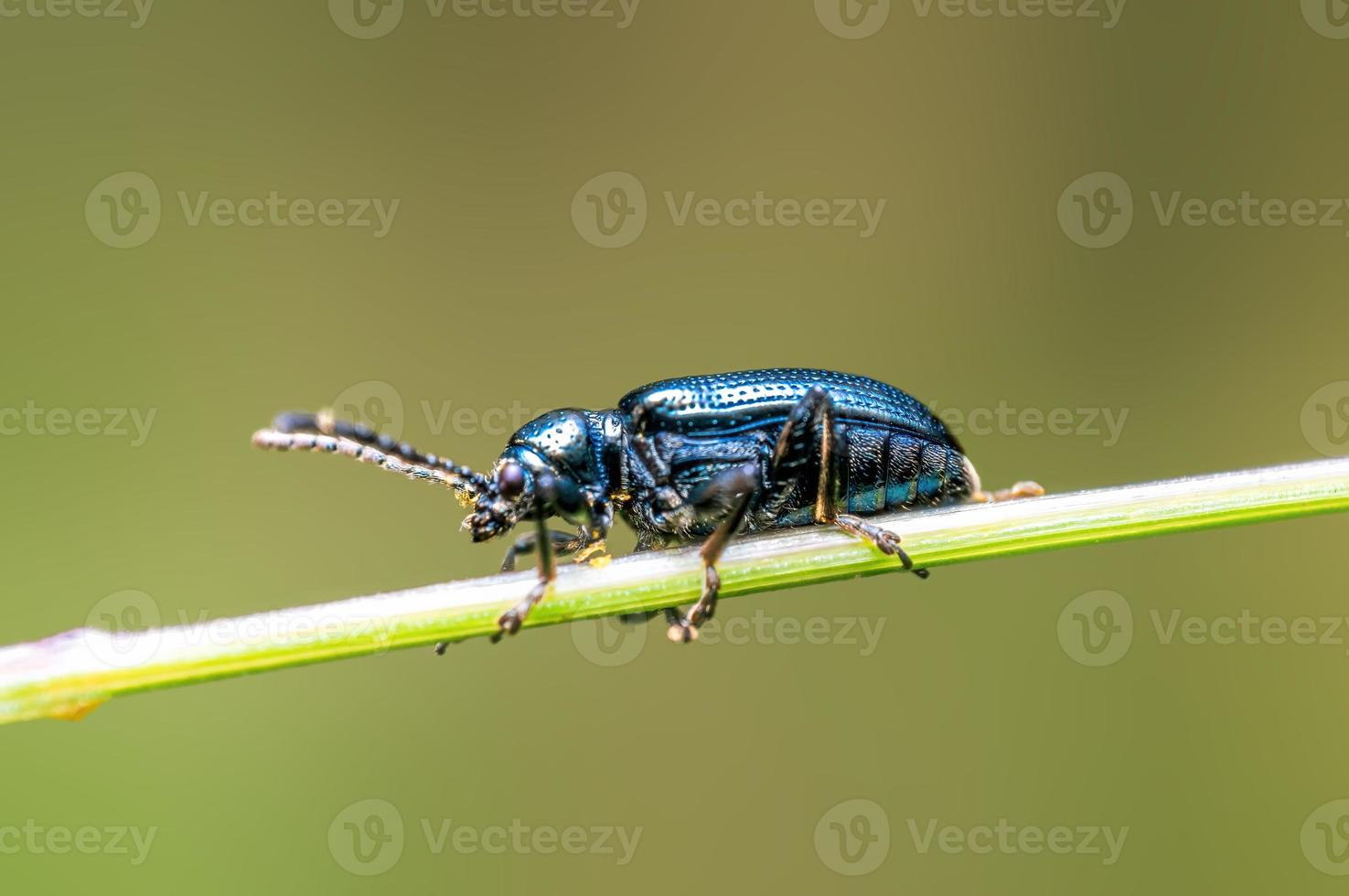 Ein schwarzer Käfer sitzt auf einem Stiel auf einer Wiese foto