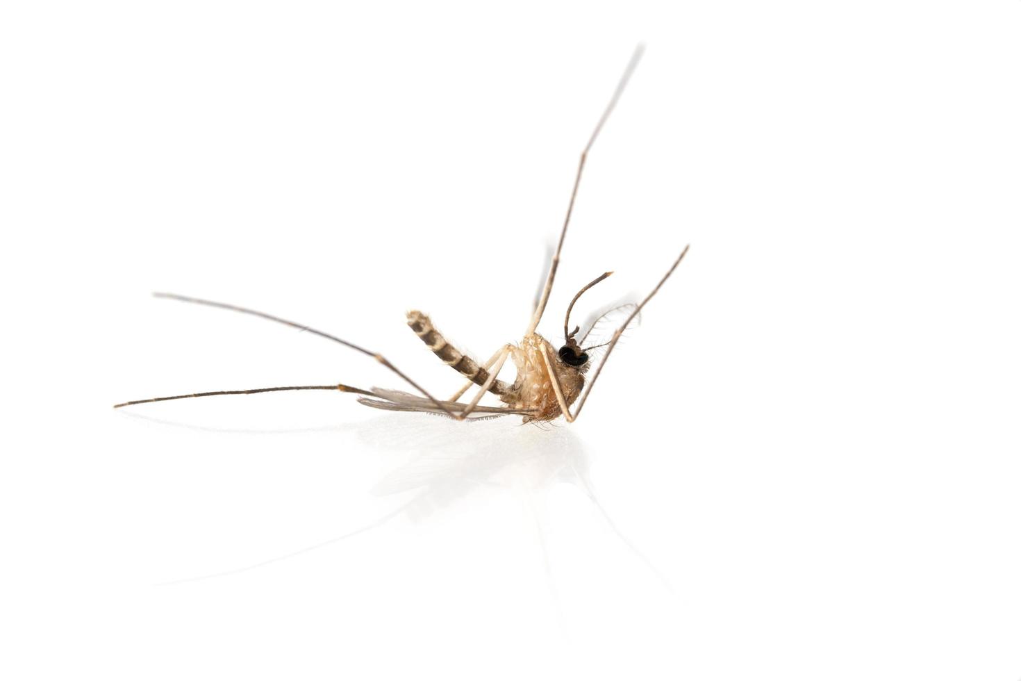 Tod einer Mücke auf weißem Hintergrund foto