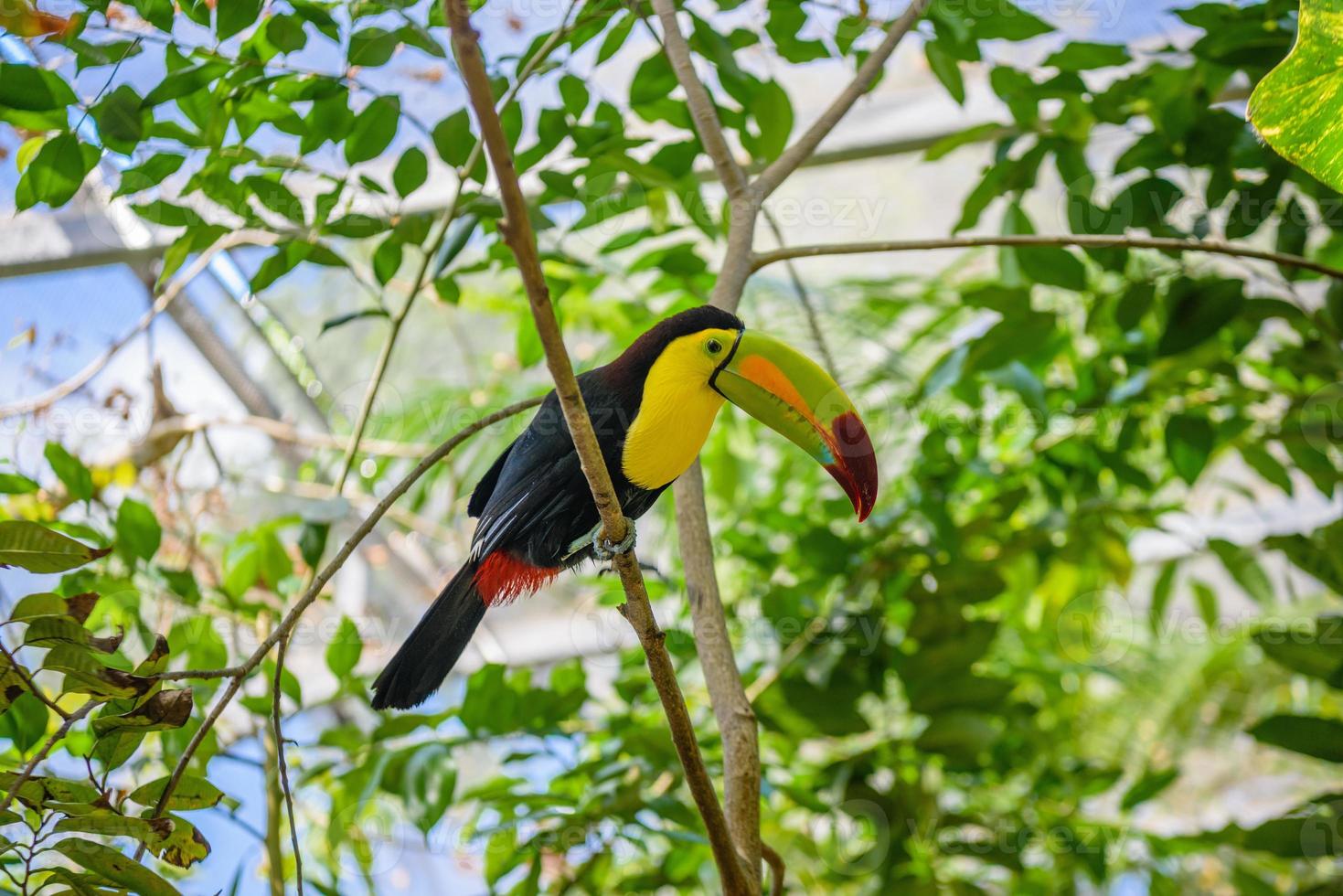 kielschnabeltukan, ramphastos sulfuratus, vogel mit großem schnabel, der auf dem ast im wald sitzt, naturreise in mittelamerika, playa del carmen, riviera maya, yu atan, mexiko foto