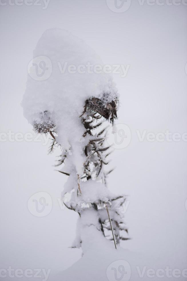 immergrüne weihnachtskiefer mit frischem schnee bedeckt foto