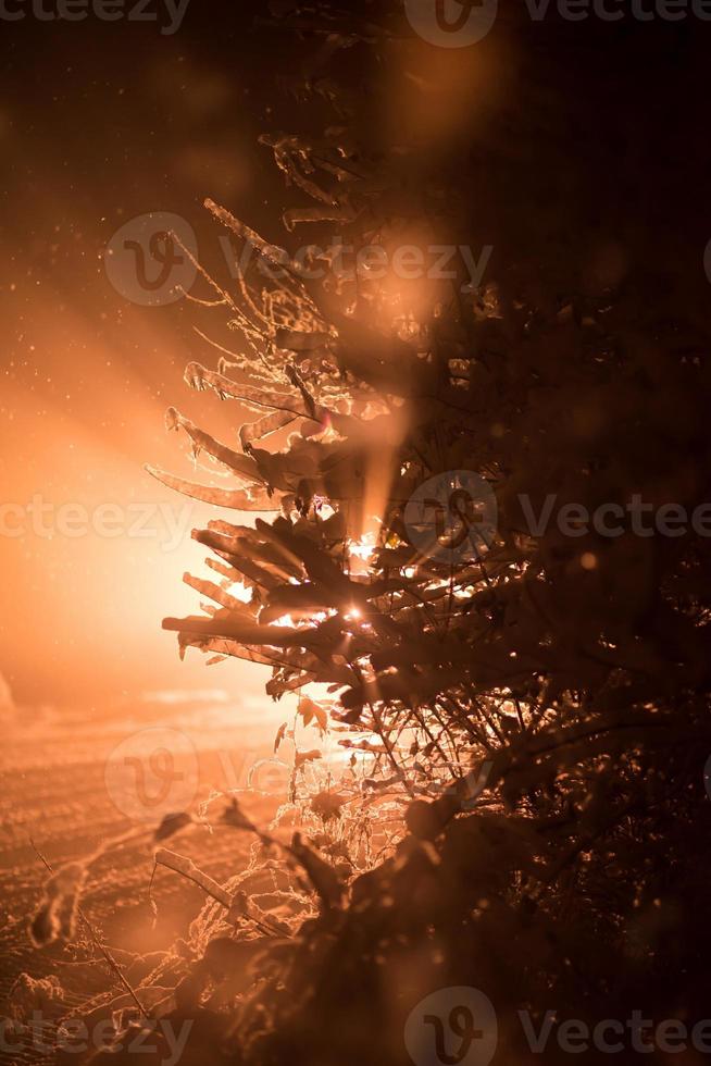 Baum in der Winternacht mit frischem Schnee bedeckt foto