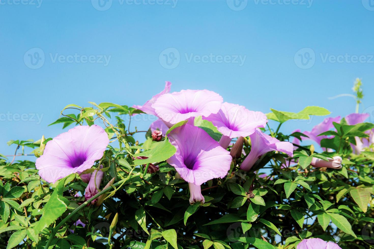 lila Blume mit blauem Himmel. foto