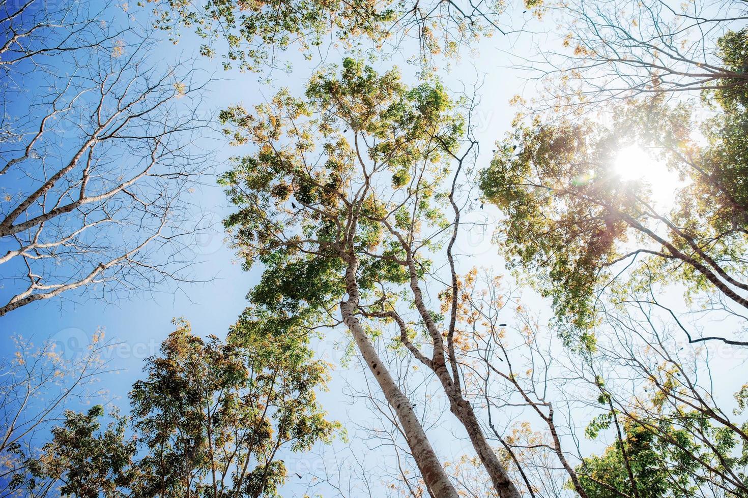 trockener Baum im Sonnenlicht. foto