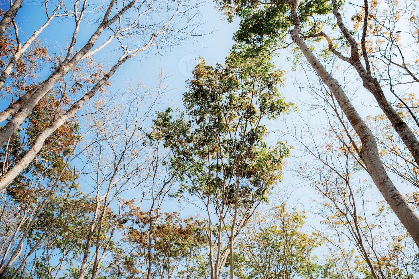 Baum im Wald am Himmel. foto