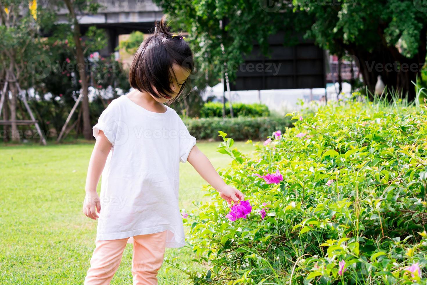 selektiver Fokus. asiatisches kleines mädchen, das rosa papierblumen im garten berührt. süßes kind lernt sensorisch mit der natur. Kind mit weißem T-Shirt im Alter von 4 Jahren. Sommer der Frühlingszeit. foto