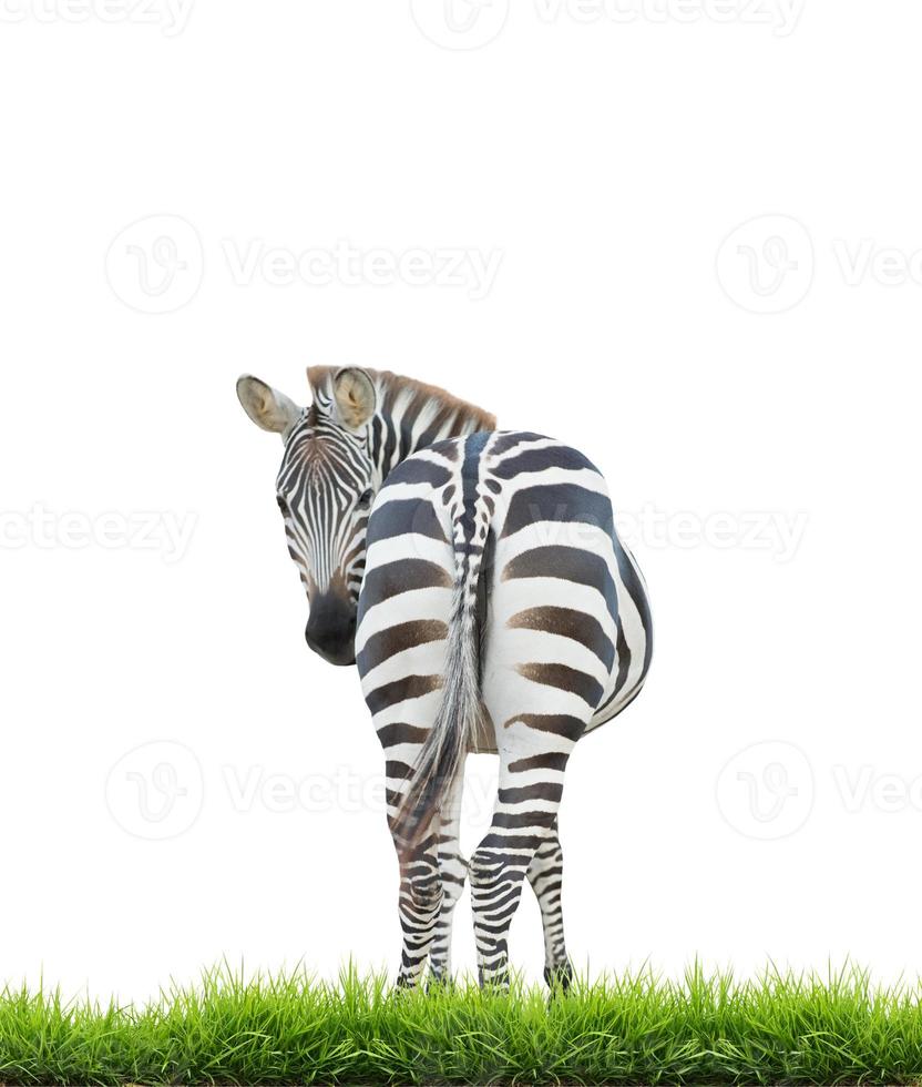 Zebra mit grünem Gras isoliert foto