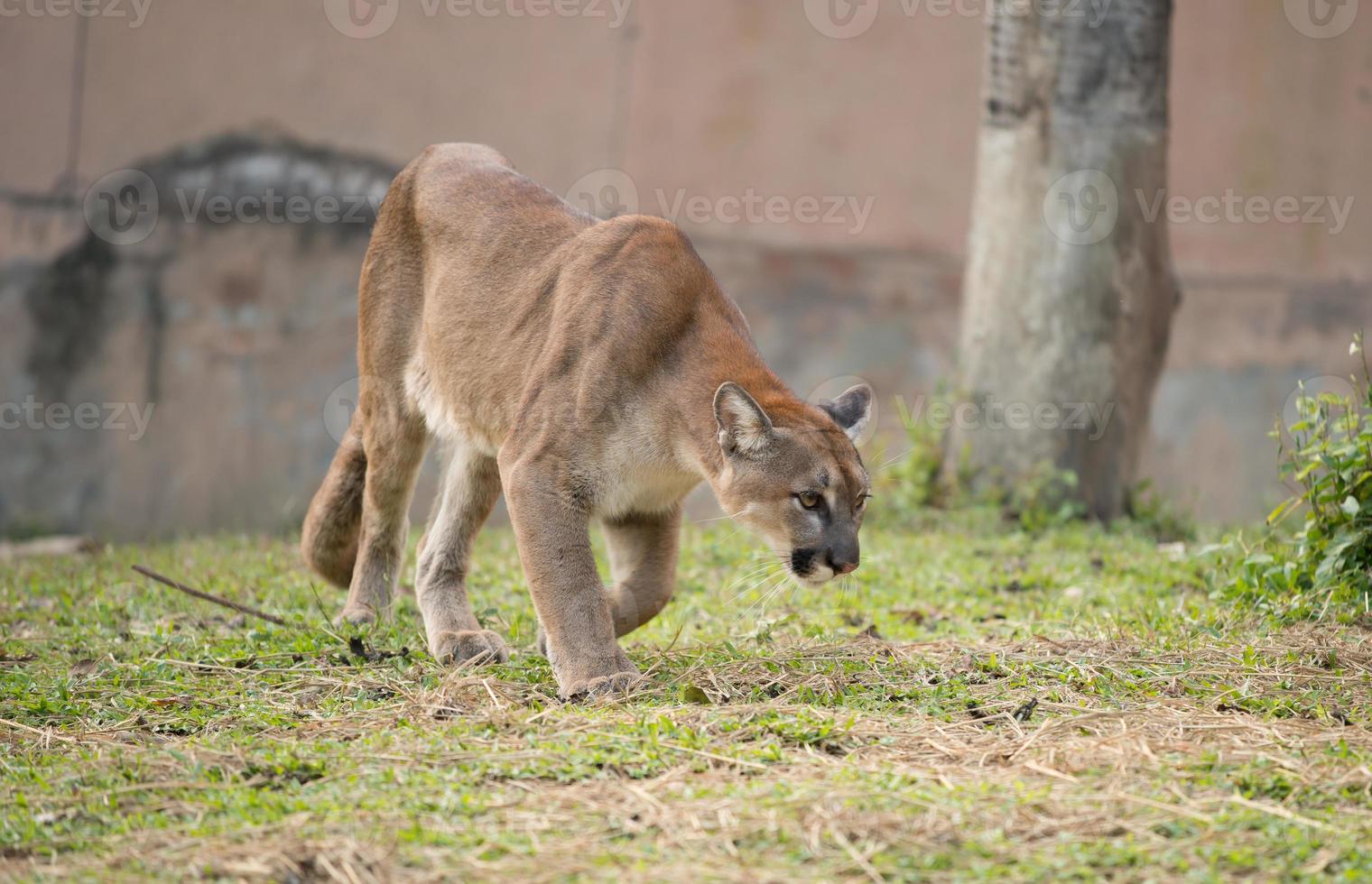 Puma im Zoo foto