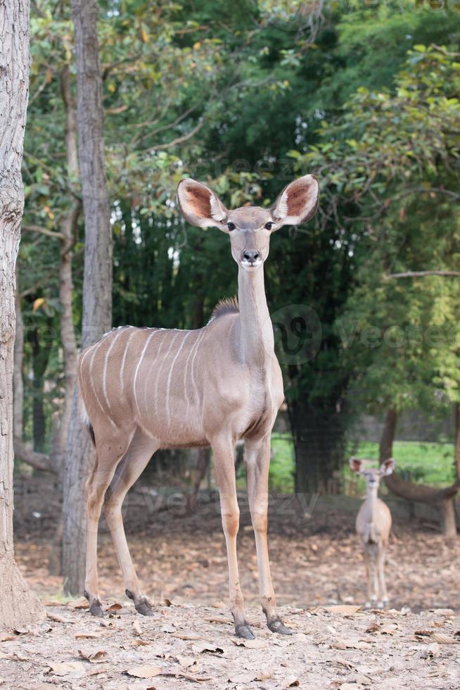 weiblicher größerer Kudu foto