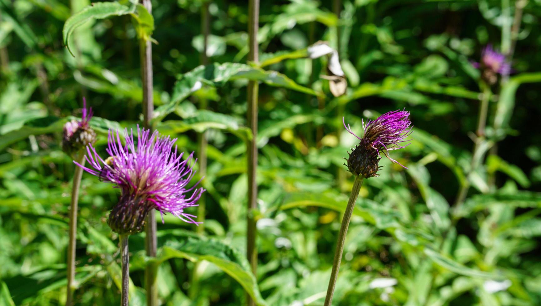 schöne nahaufnahme der blüte lila blume in der norwegischen waldnatur mit unscharfer grüner farbe im hintergrund foto