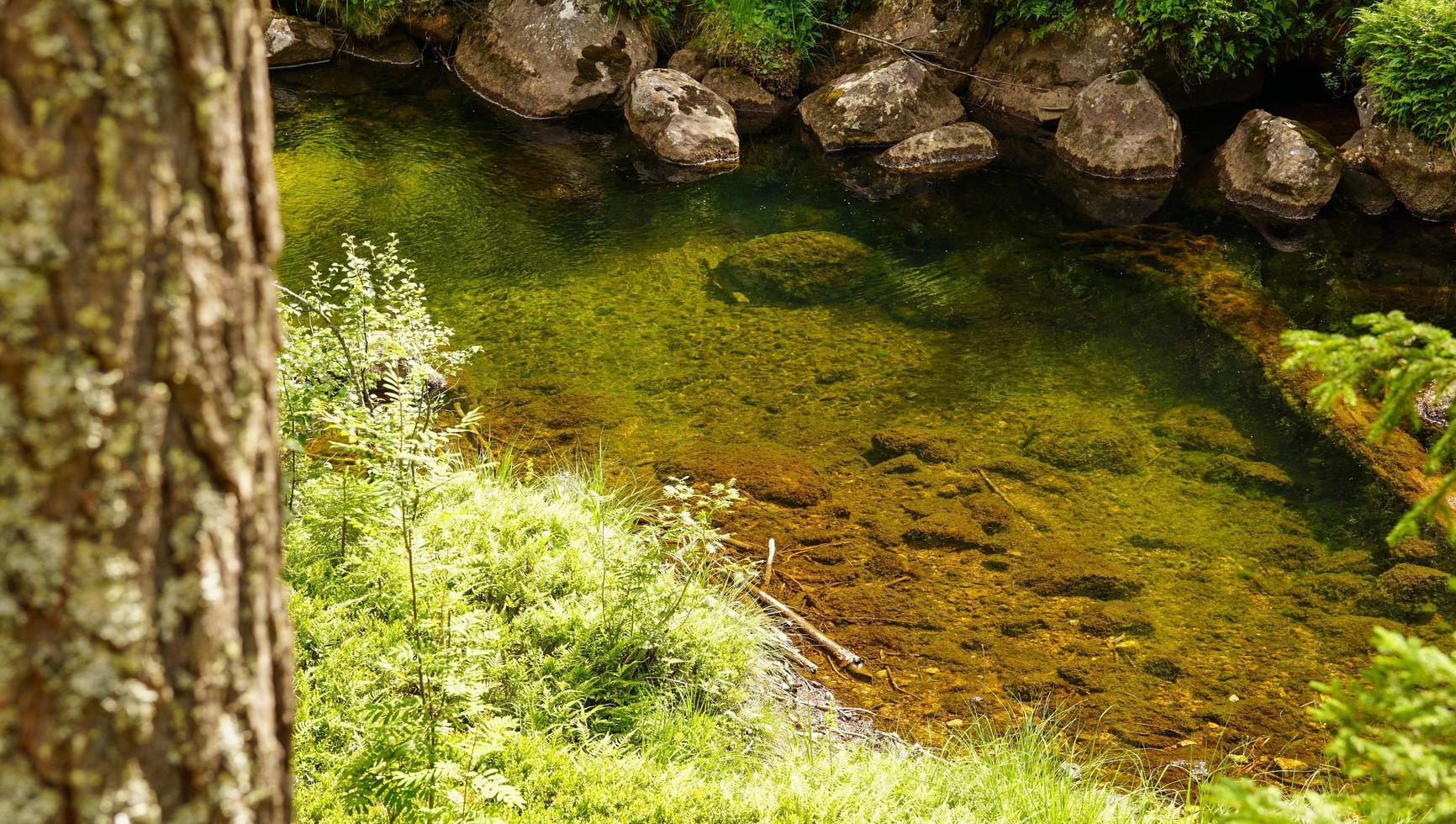 Kleiner Teich mit klarem Wasser, versteckt in der tiefen Waldnatur Norwegens, umgeben von Moos und Bäumen foto