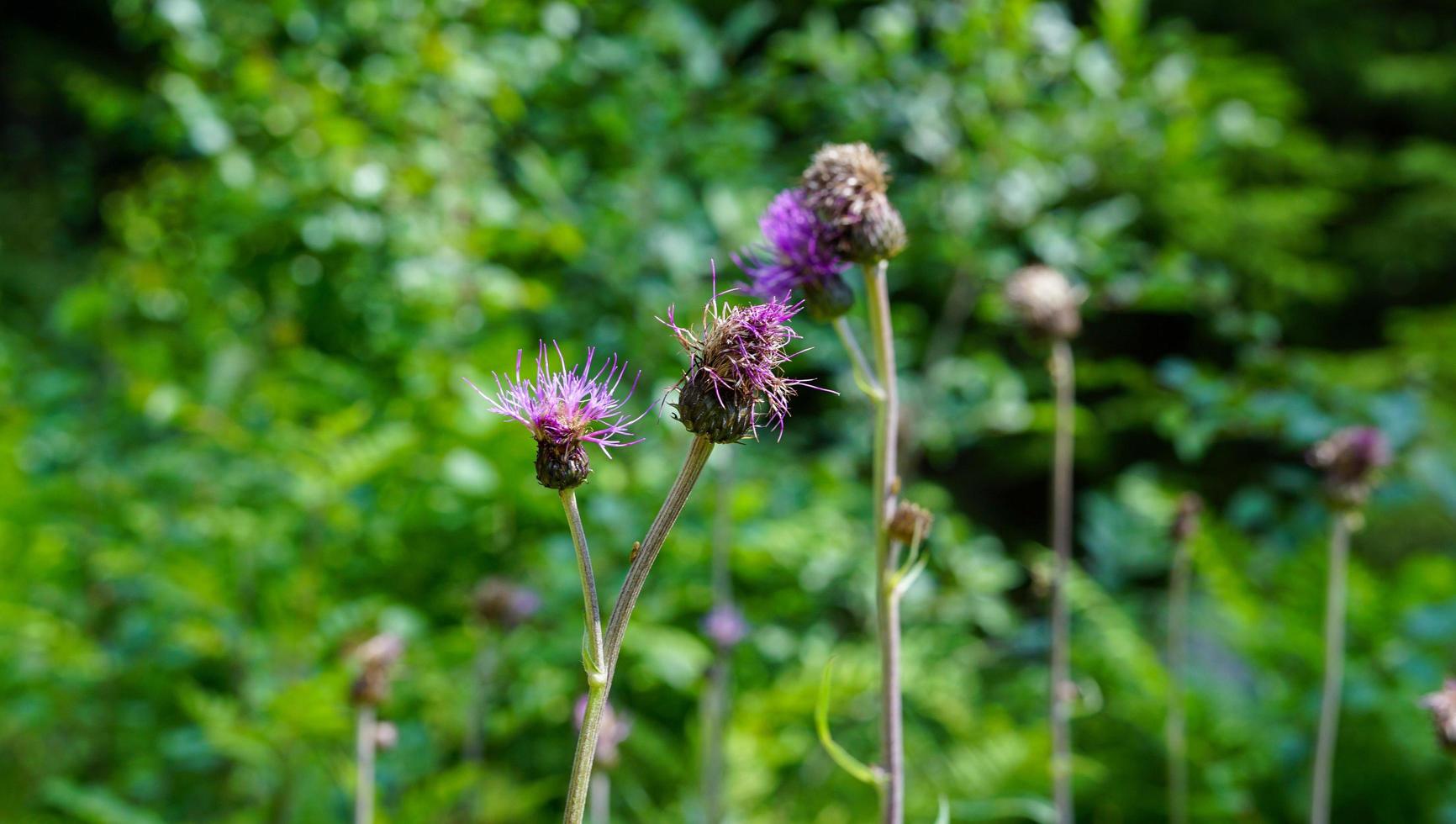 Mikrobild einer wilden violetten Blume, die während der Sommersaison in der europäischen Natur wächst foto