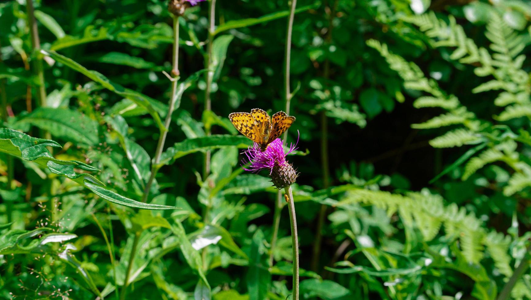 Schließen Sie herauf Bild des fliegenden Schmetterlings Spitze der purpurroten Blume in der Landschaftsnatur von Skandinavien foto