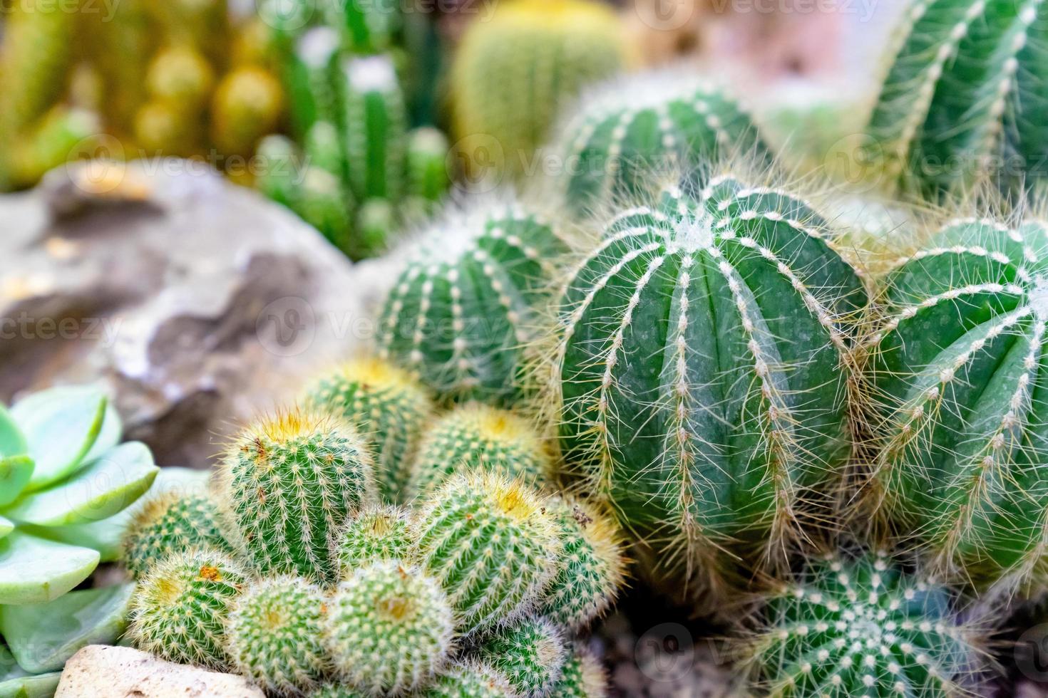 Nahaufnahme verschiedener Kakteen im Garten foto