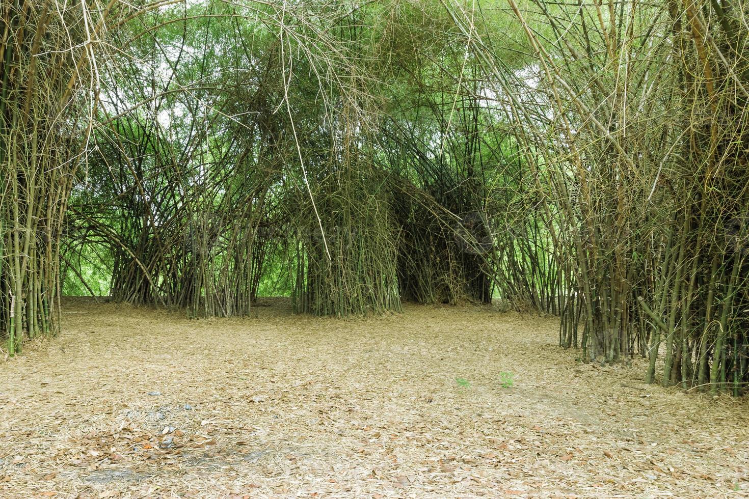 Bambuswald in Thailand foto