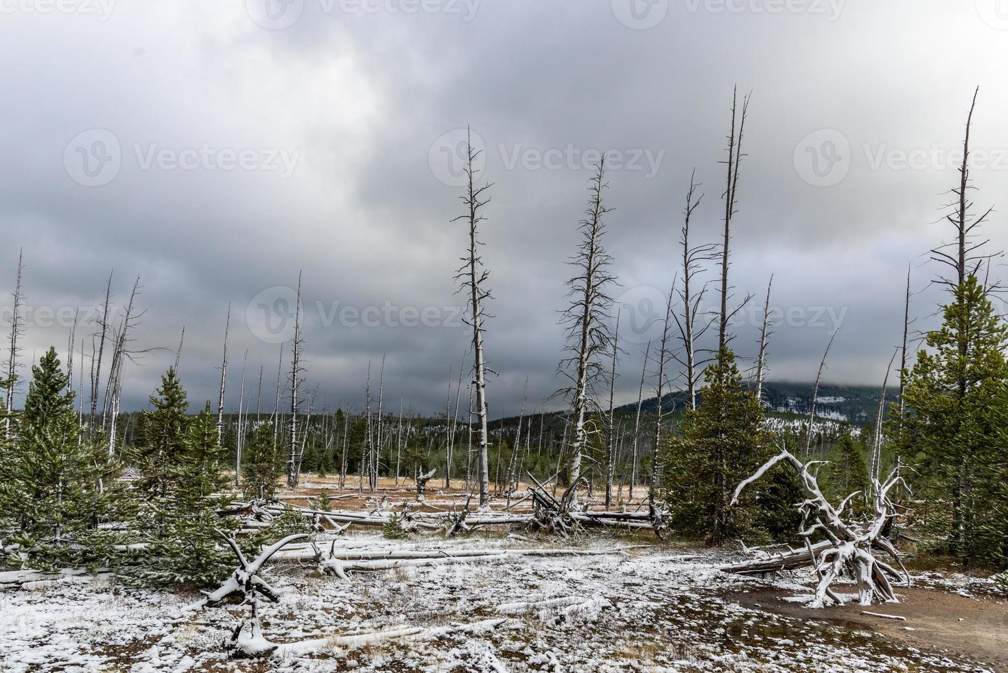 tote Bäume im Yellowstone-Nationalpark foto