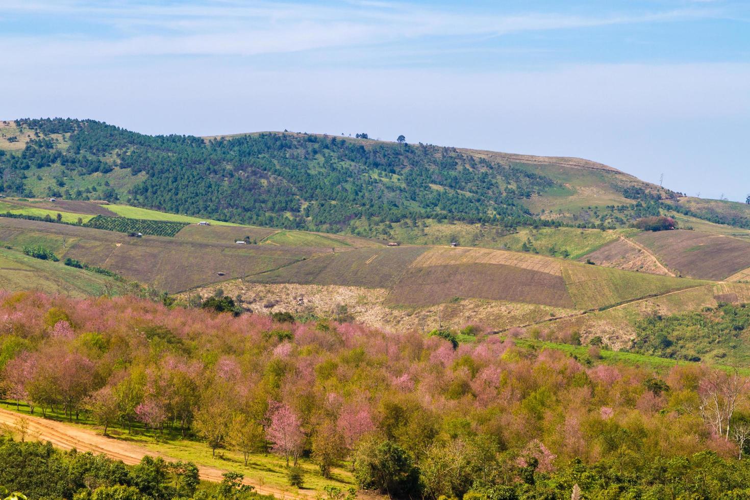 kirschblüten blühen auf dem berg in phu lom lo, provinz phitsanulok, thailand. foto