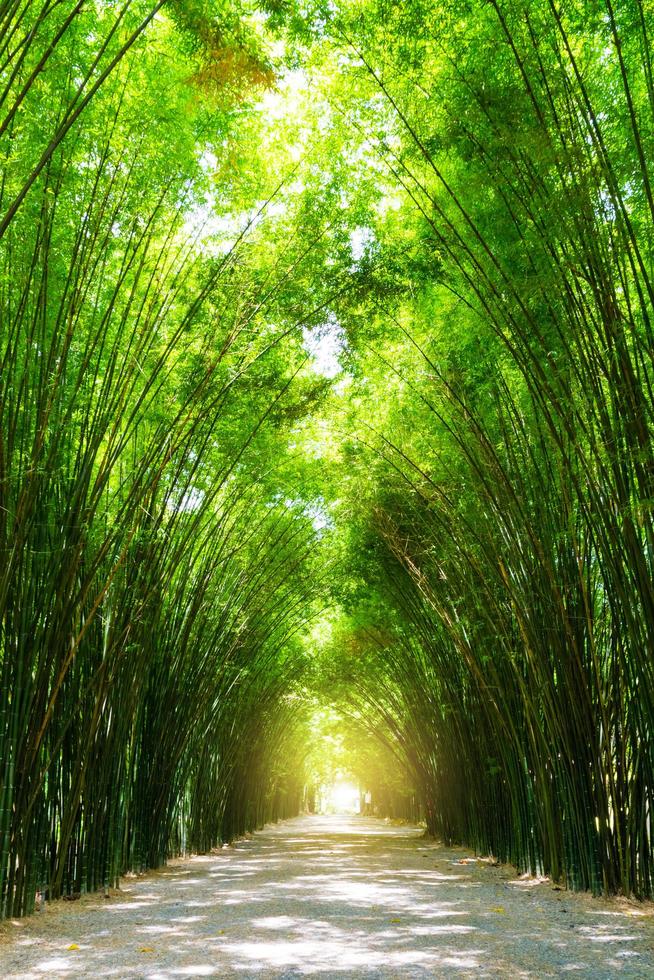 Tunnelbambusbaum mit Sonnenlicht. foto