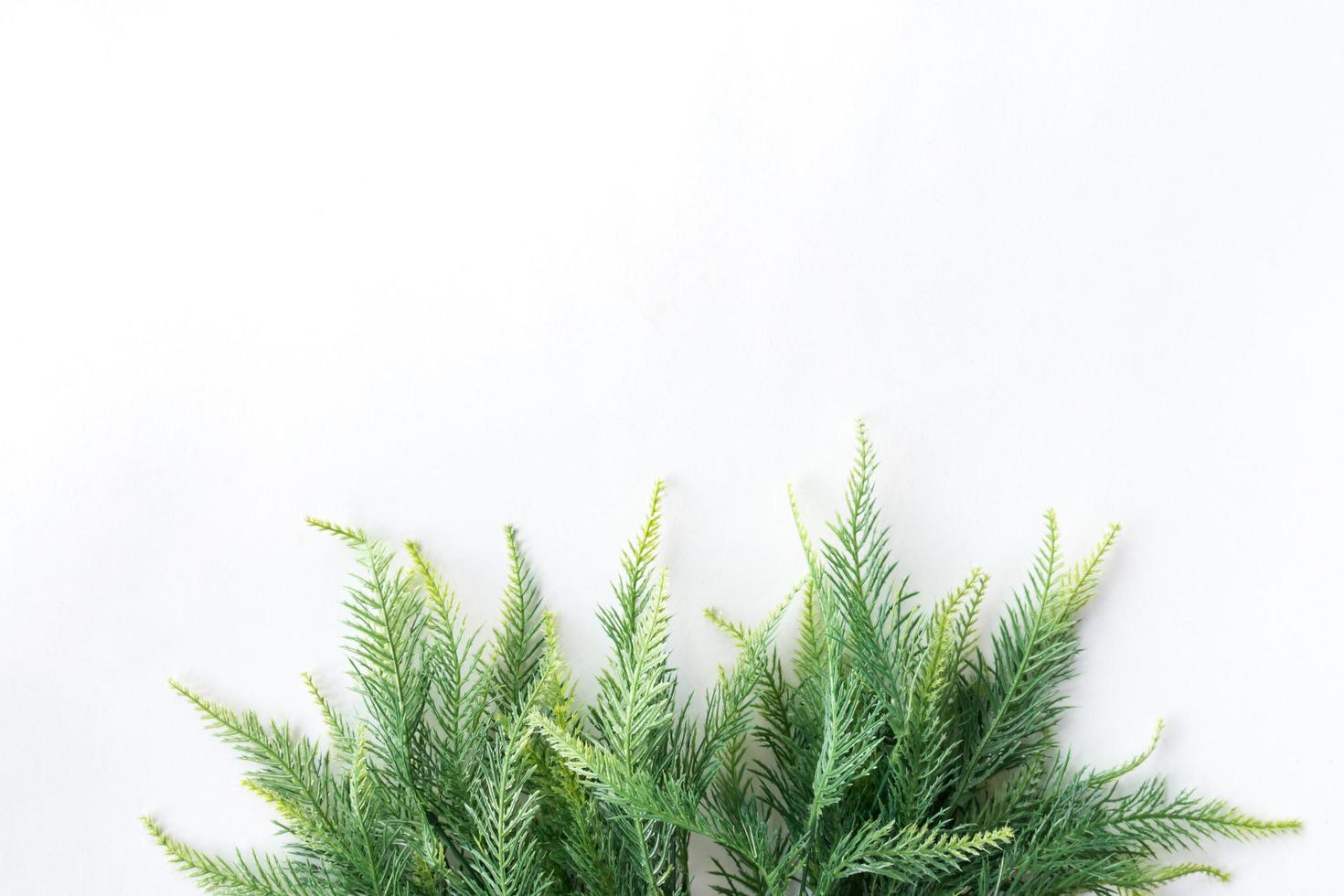 Weihnachtsbaum auf weißem Hintergrund, freier Platz für Text foto