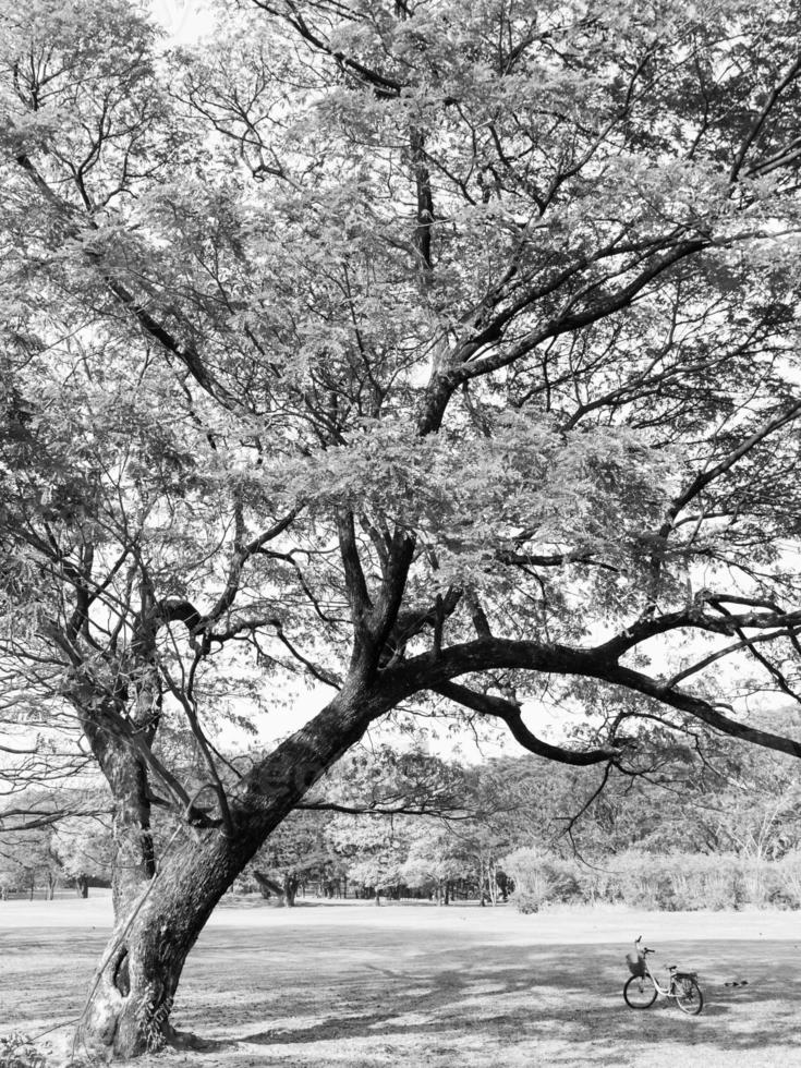 Schwarz-Weiß-Landschaftsbild eines großen Baums mit einem Fahrrad im Park foto