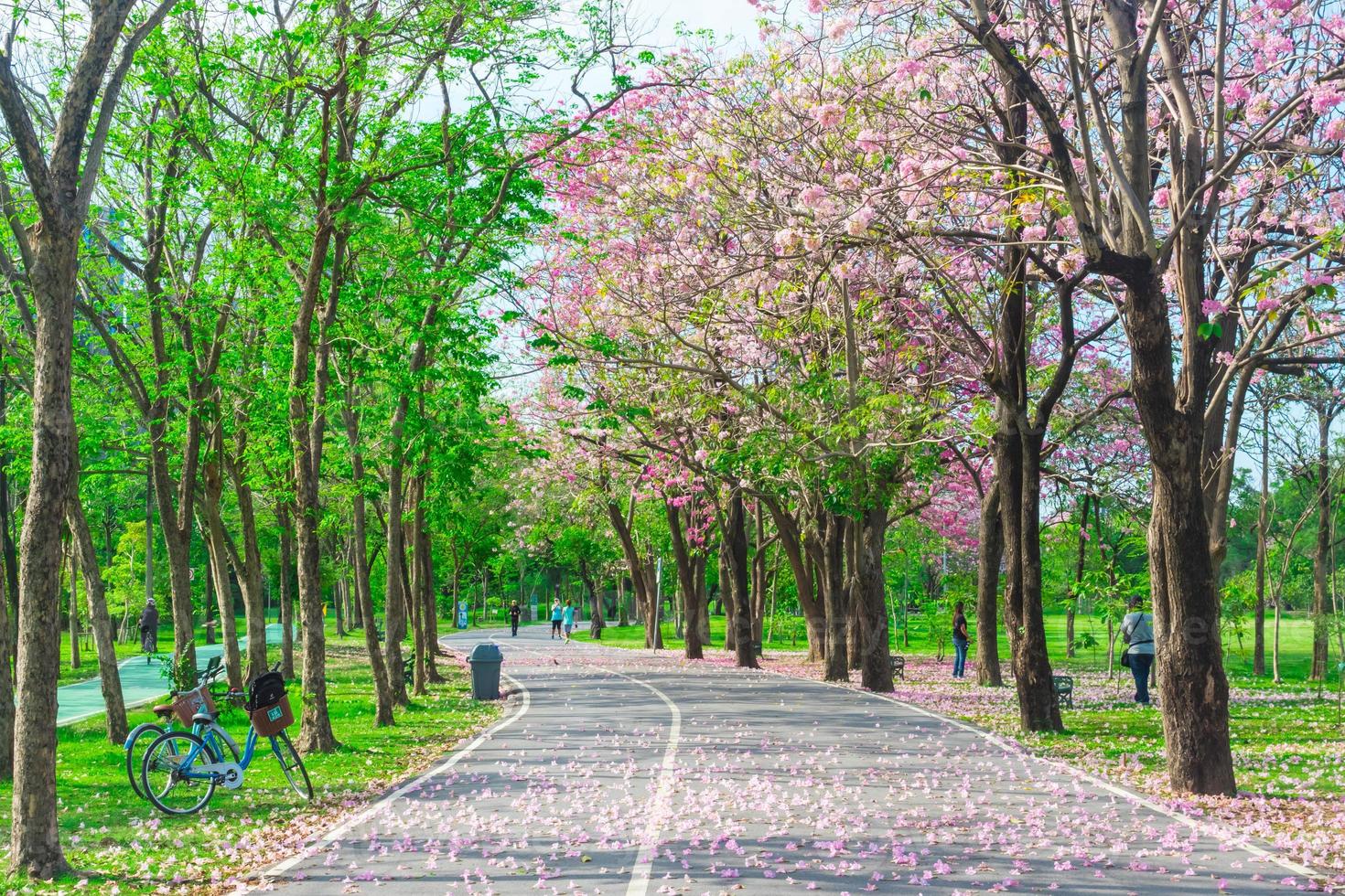 blumen von rosa trompetenbäumen blühen im öffentlichen park von bangkok, thailand foto