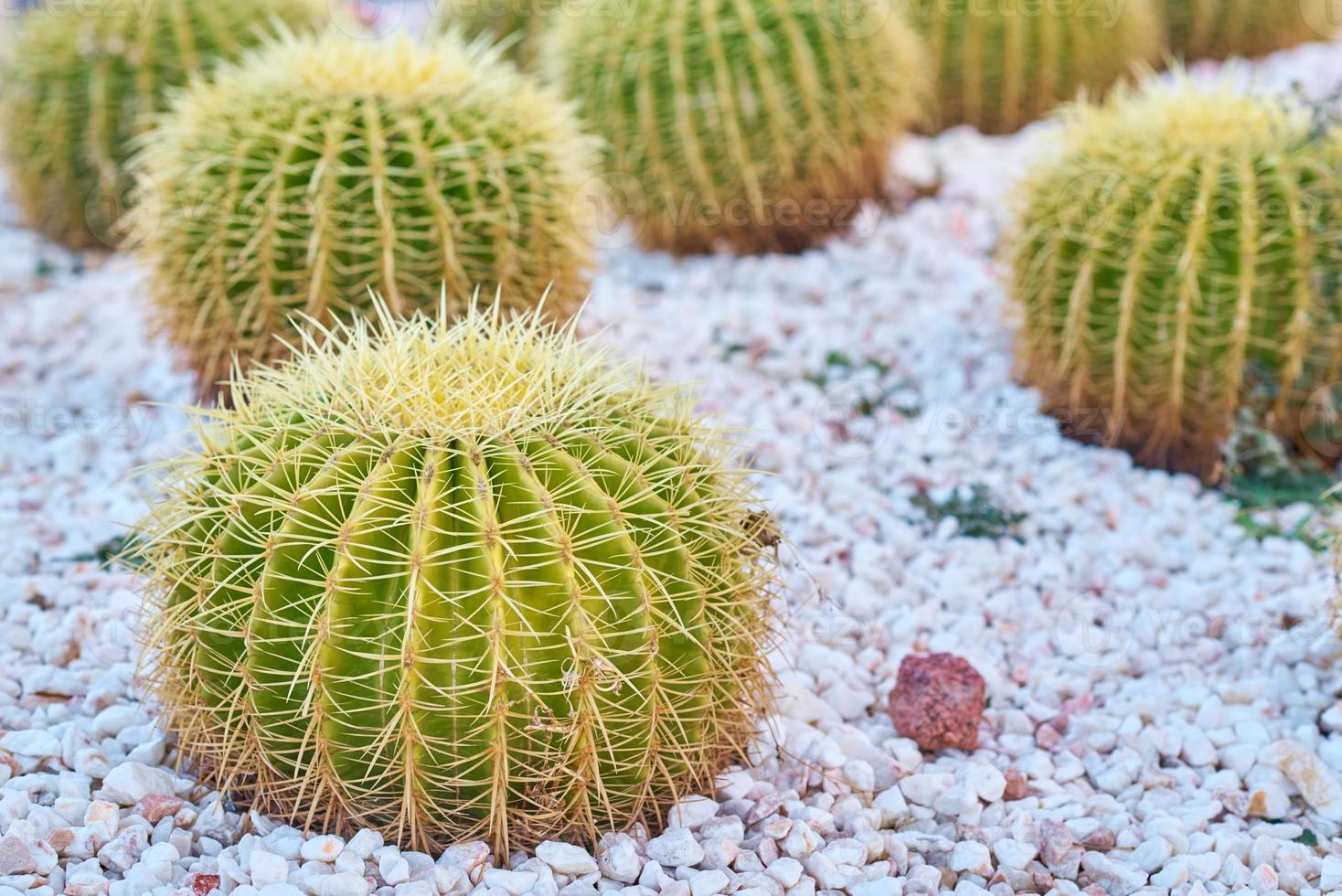 Kaktusball echinocactus grusonii im Garten. nahaufnahme des saftigen goldenen fasskaktus foto
