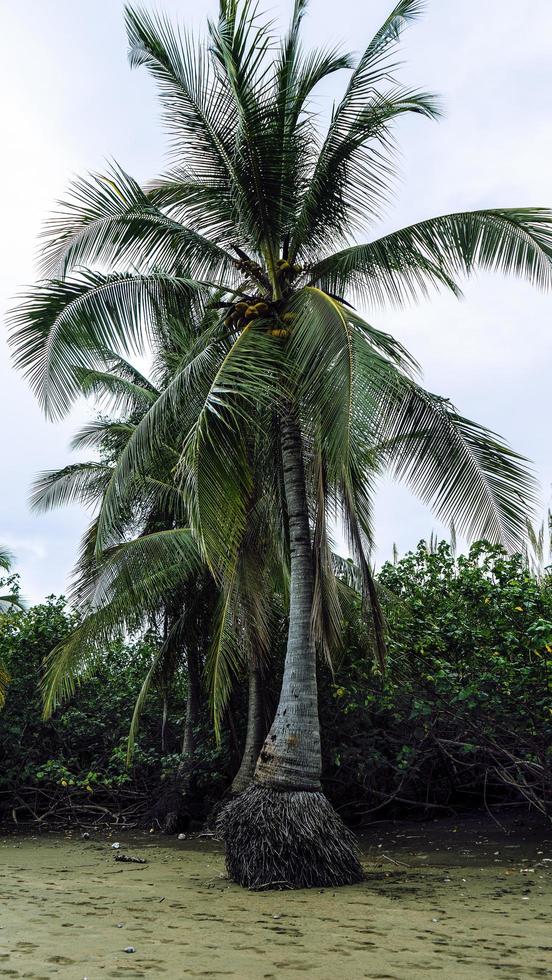 Dschungel-Strand-Palme foto