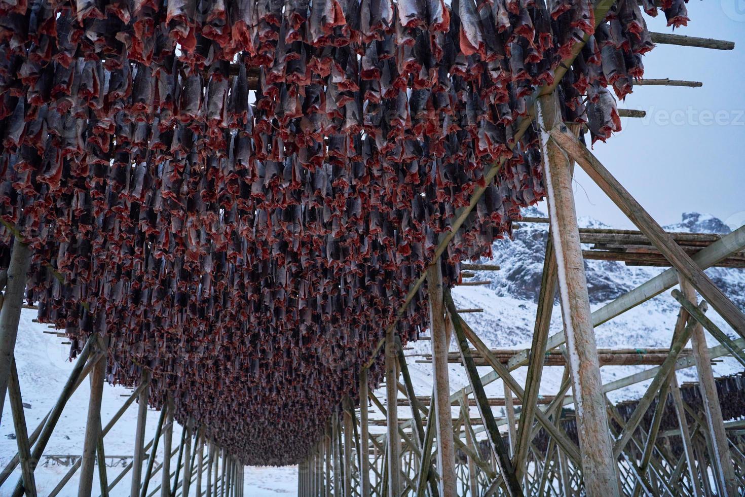 Lufttrocknung von Lachsfischen auf Holzkonstruktion im skandinavischen Winter foto