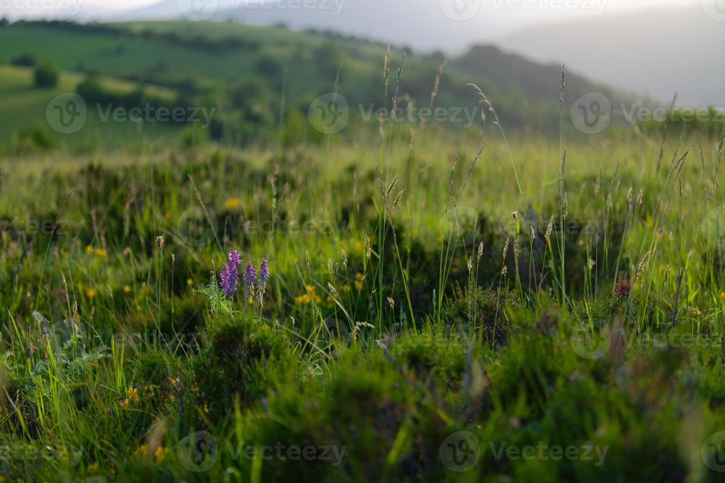 Landschaft Natur Sommer foto