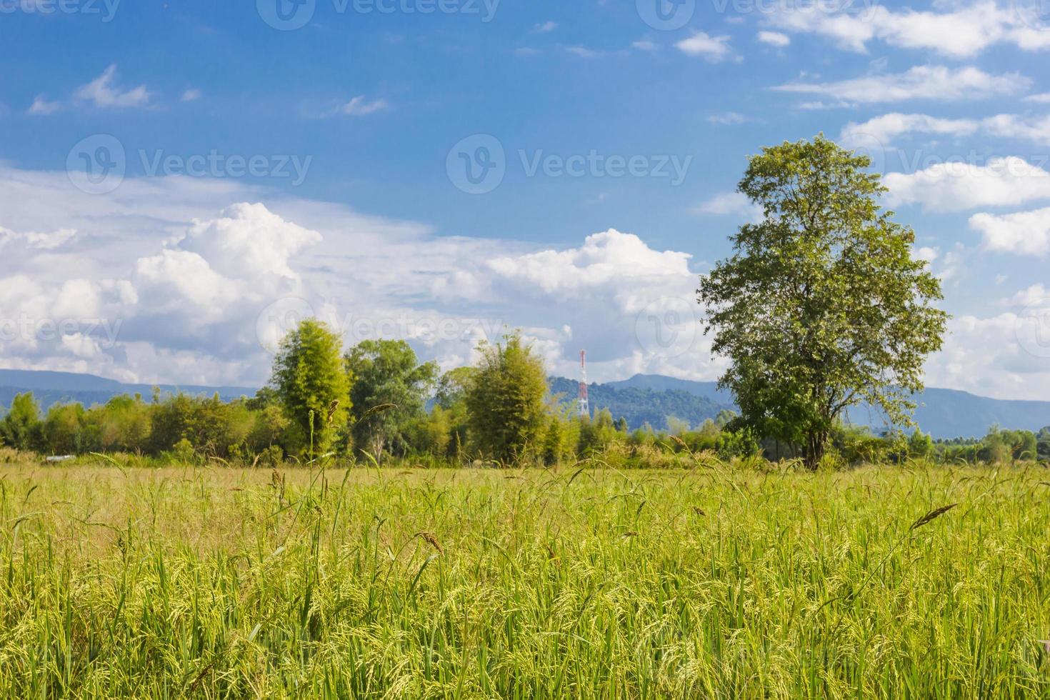 Landschaft des Bauernhof-Reis-Maisfeldes in Thailand. foto