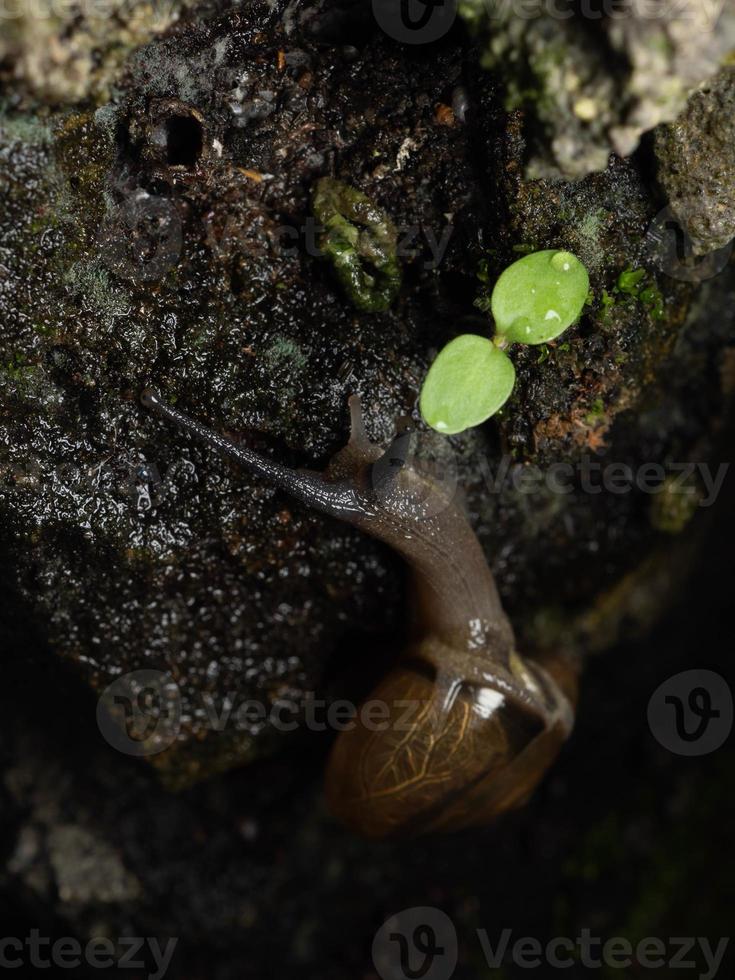 Nahaufnahme einer Gartenschnecke foto