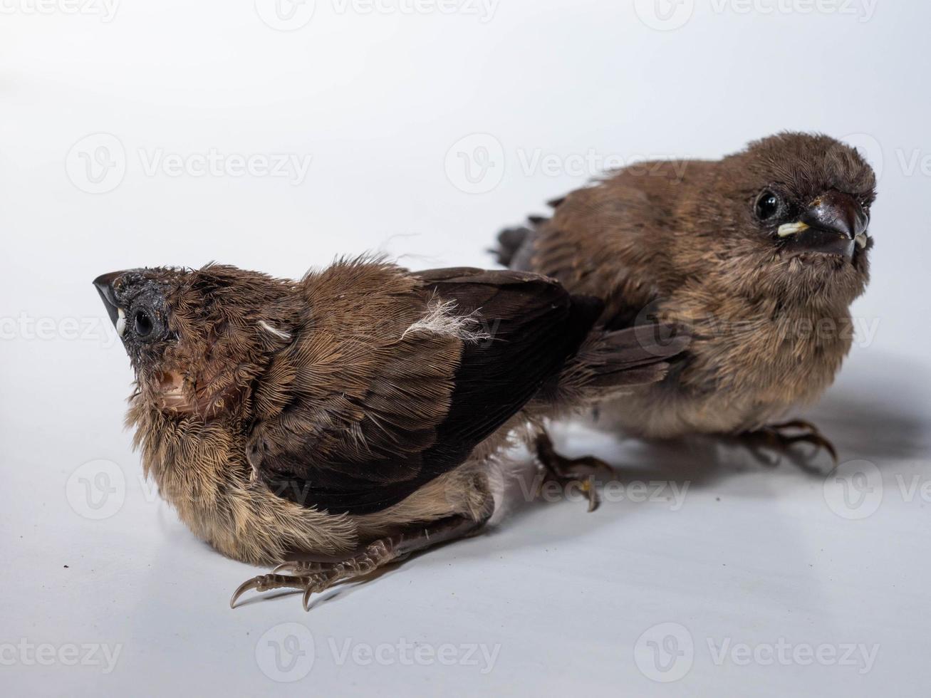 Bild von Baby Javan Munia Vogel foto