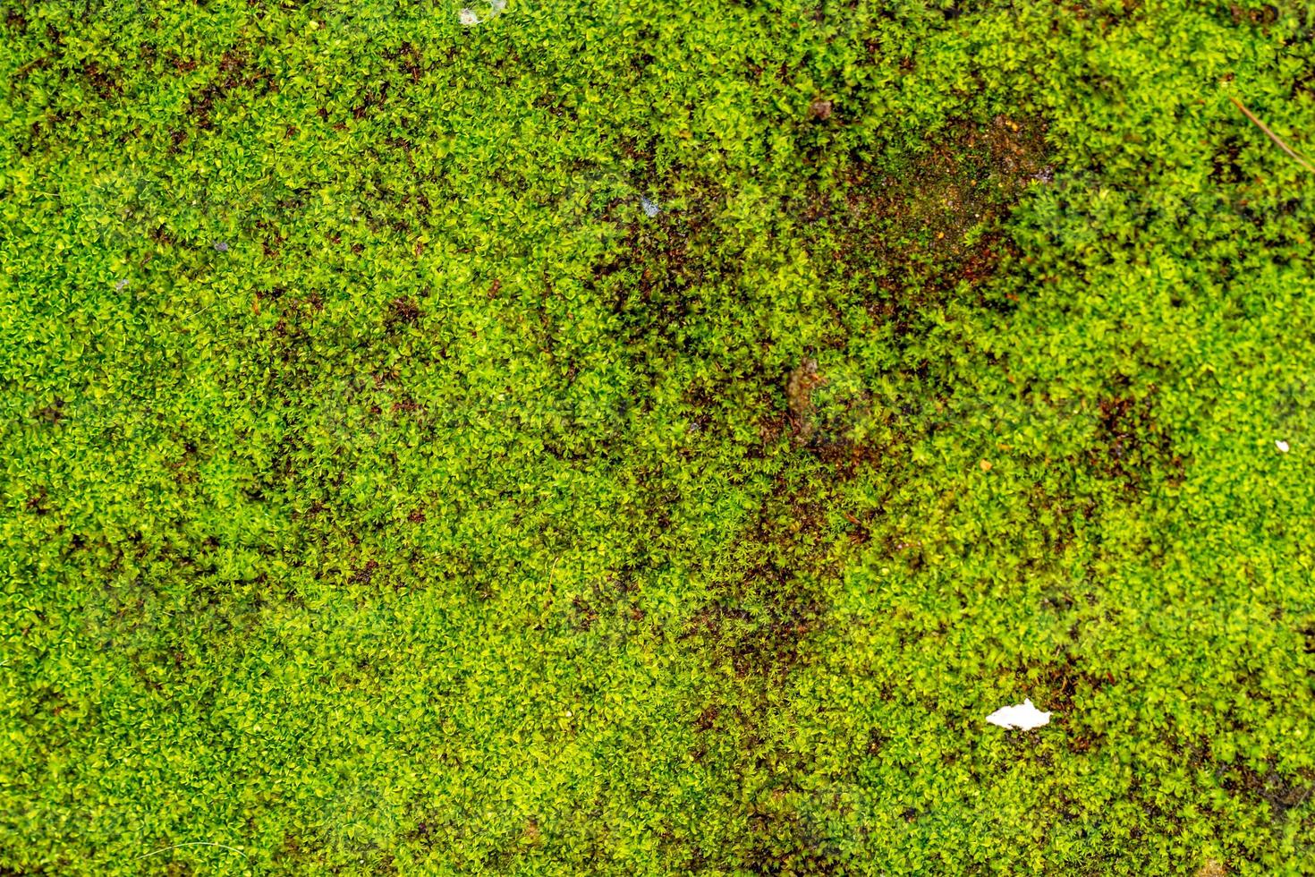 frische grüne graspflanzen, verwendet für den hintergrund mit einem naturthema, natürliches konzept foto