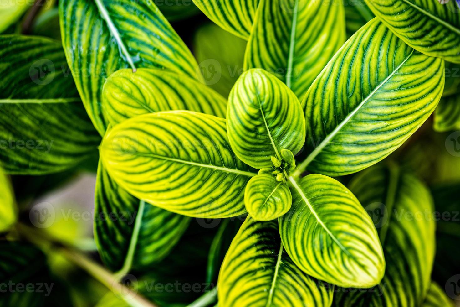 Tapete mit grünen Blättern. abstrakte grüne Blattstruktur, Naturhintergrund, tropisches Blatt, Frische, Ökologiekonzept foto