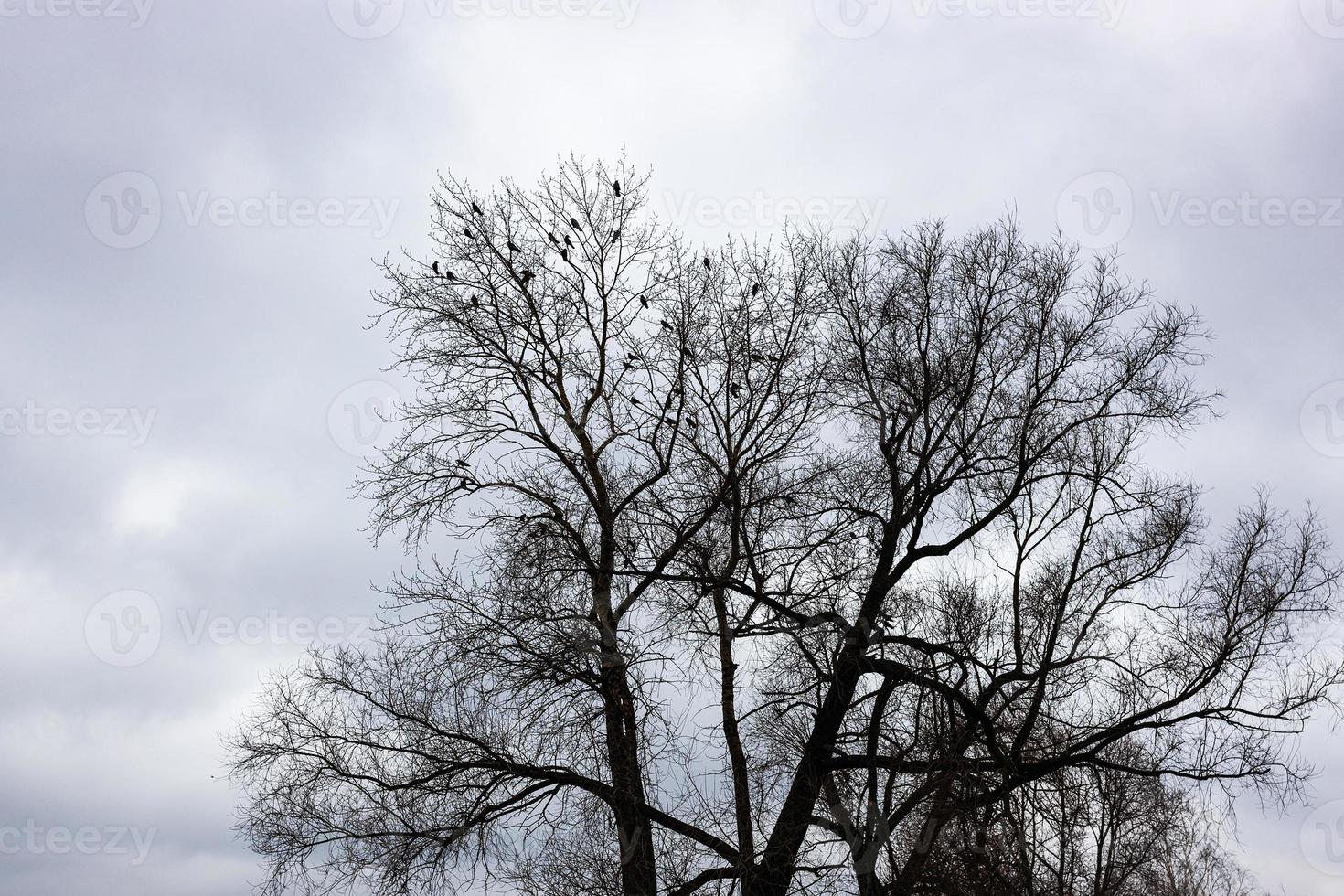 Bäume mit Herde von Dohlen unter grauem bewölktem Himmel foto